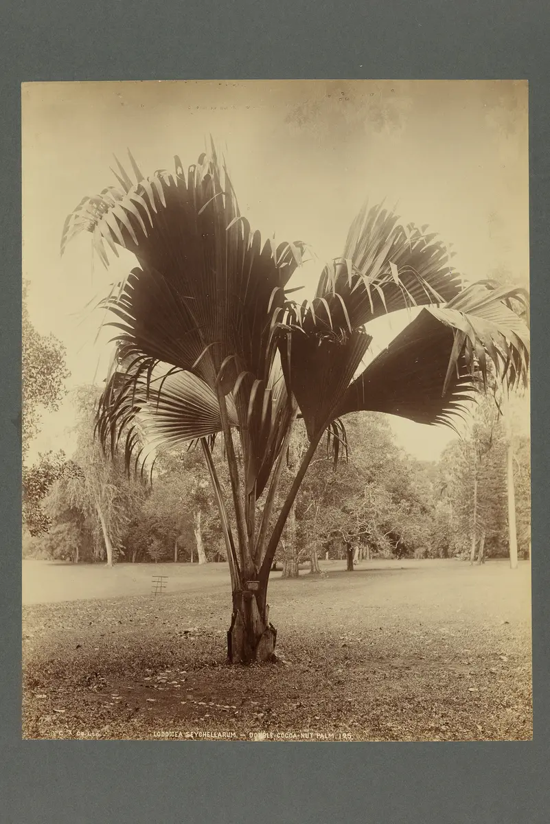 Abzug