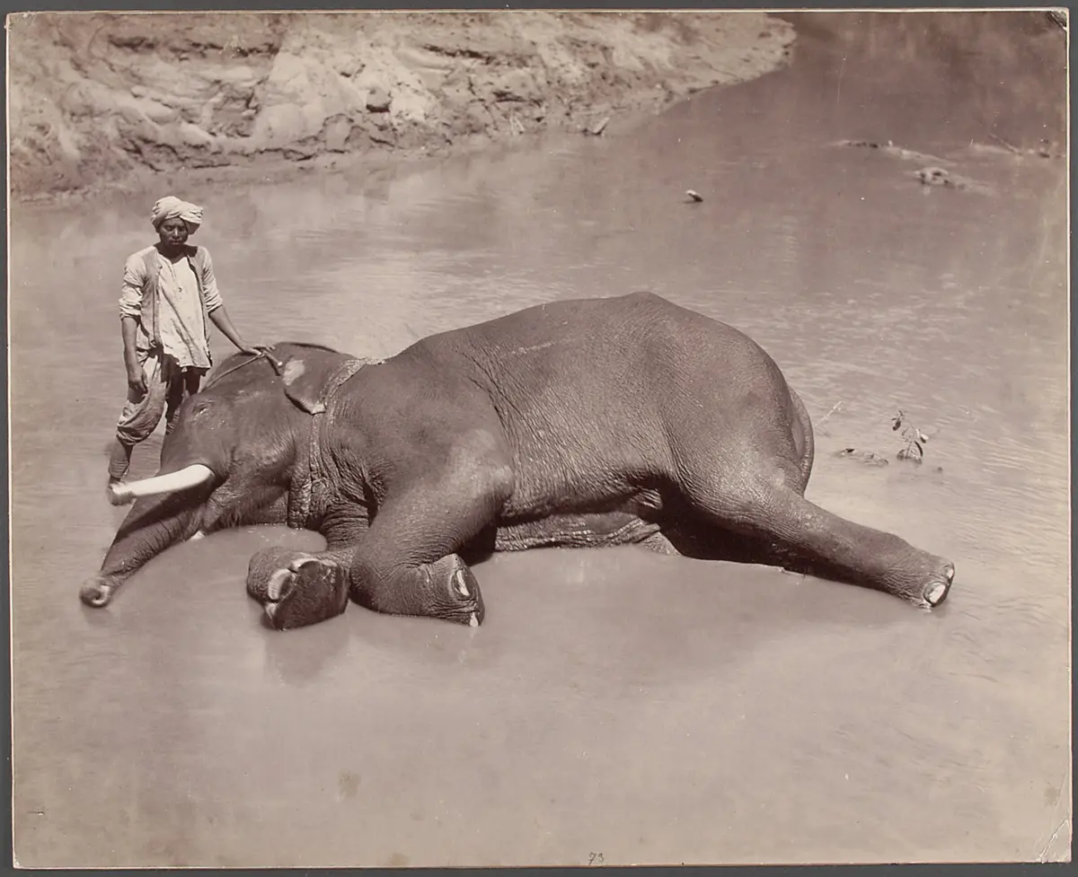 Katni-Camp, Elefant im Bad