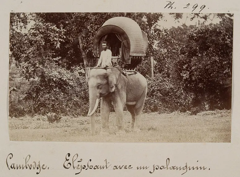 Elefant mit einem Palankin