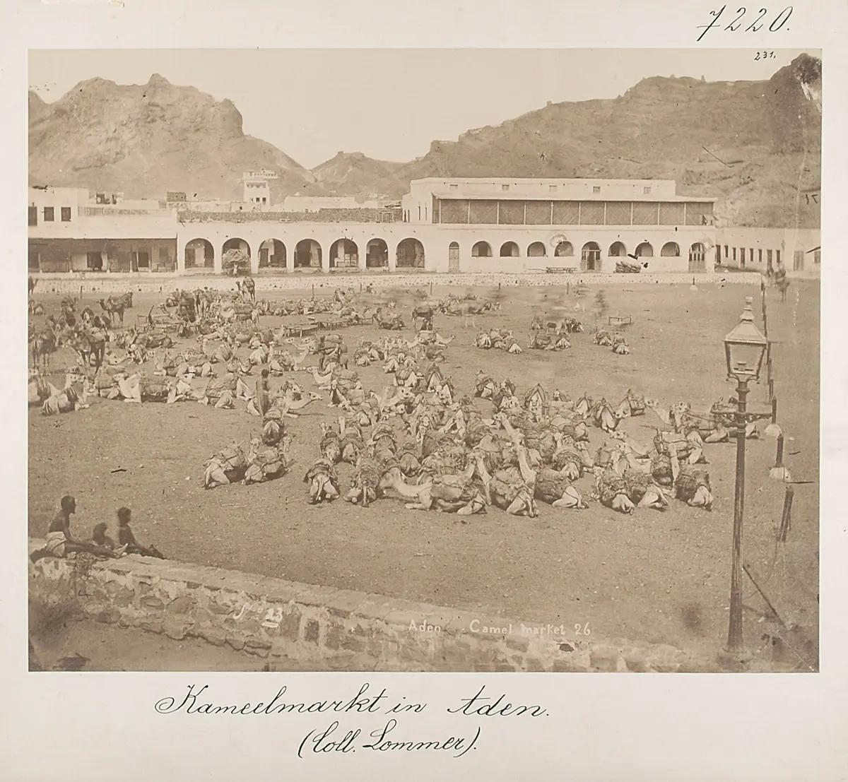 Aden: Kamelmarkt