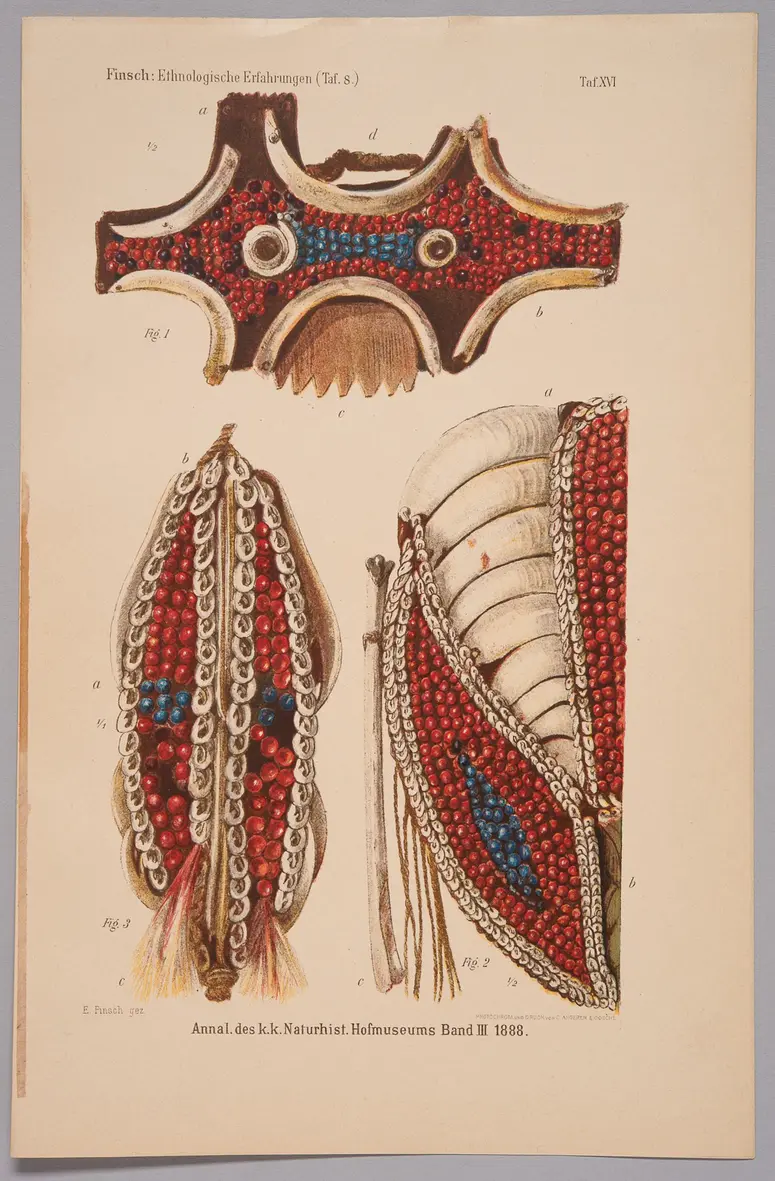 Finsch-Illustration Nr. 3 (Druckgrafik)