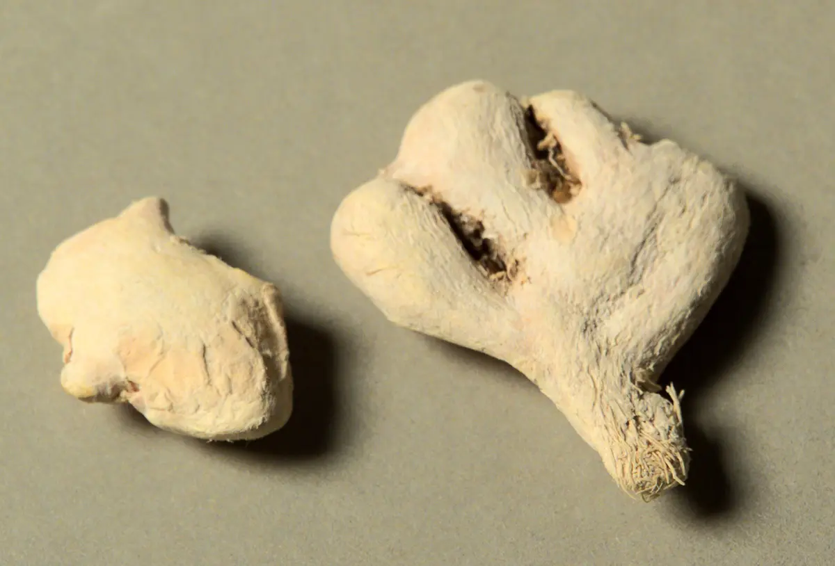 Ingwer Zingiber officinale Rosc.