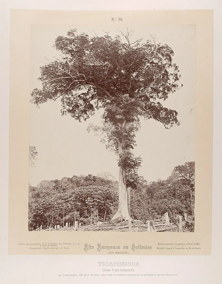 Baum
