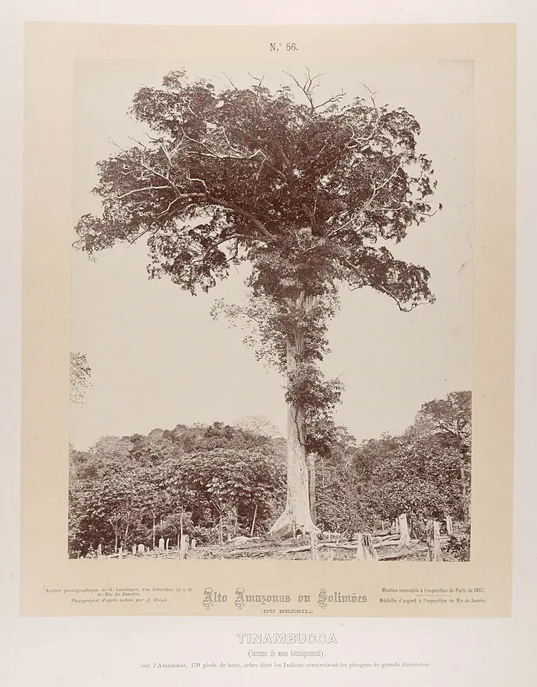 Baum