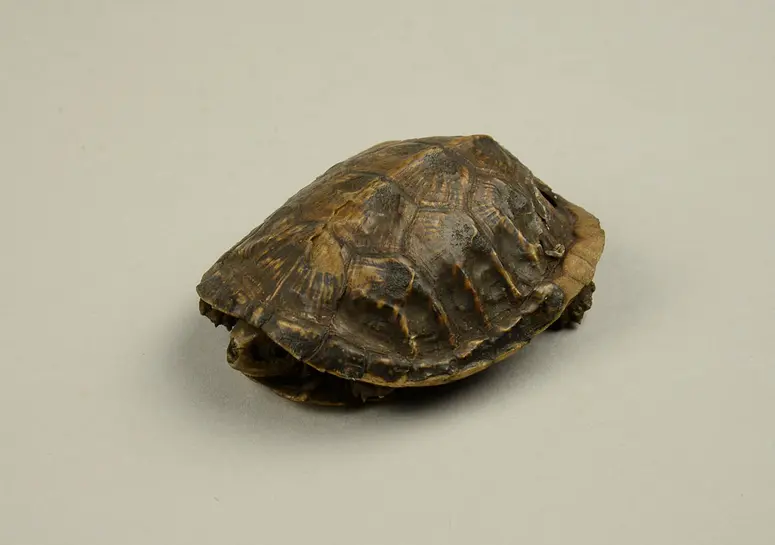 Tortoisesshell
