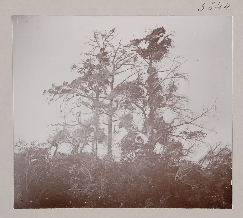 Wacholderbäume; Juniperus
