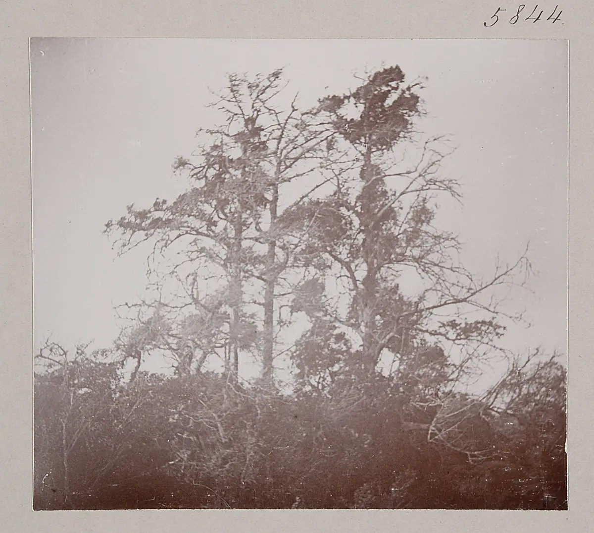 Wacholderbäume; Juniperus