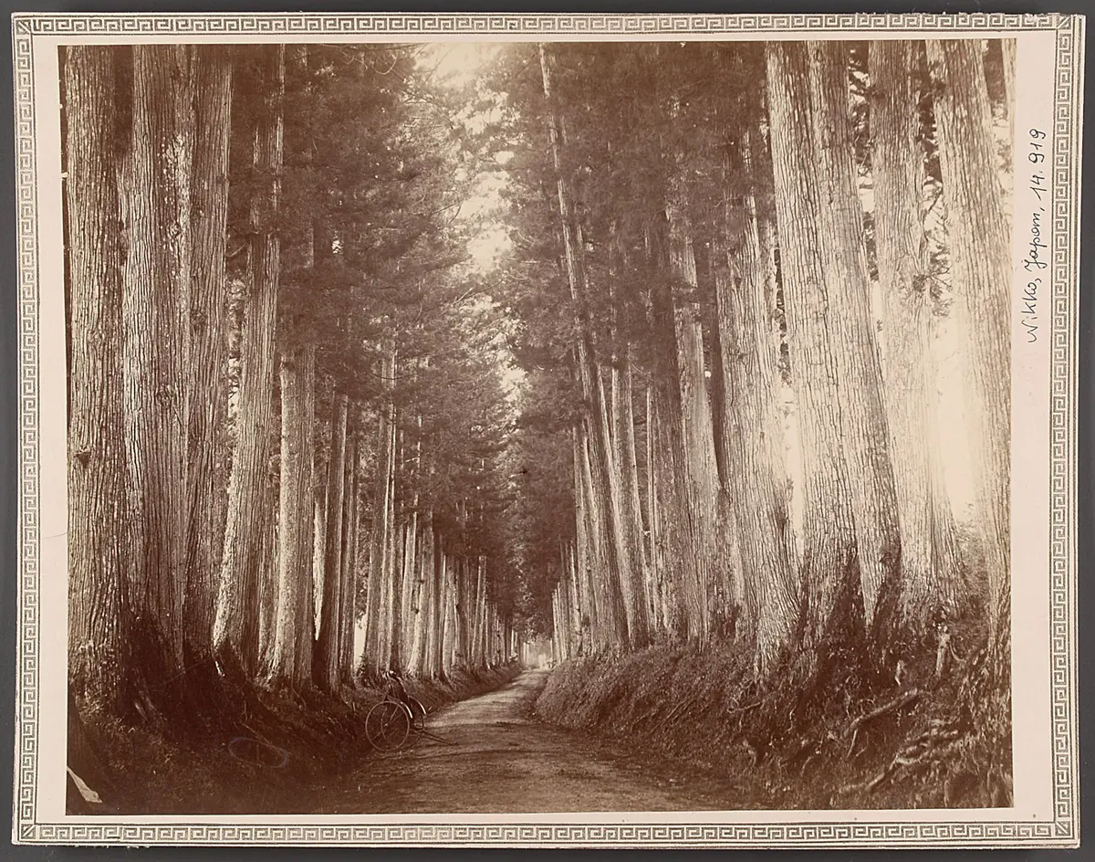 Kryptomerien-Allee in Nikko