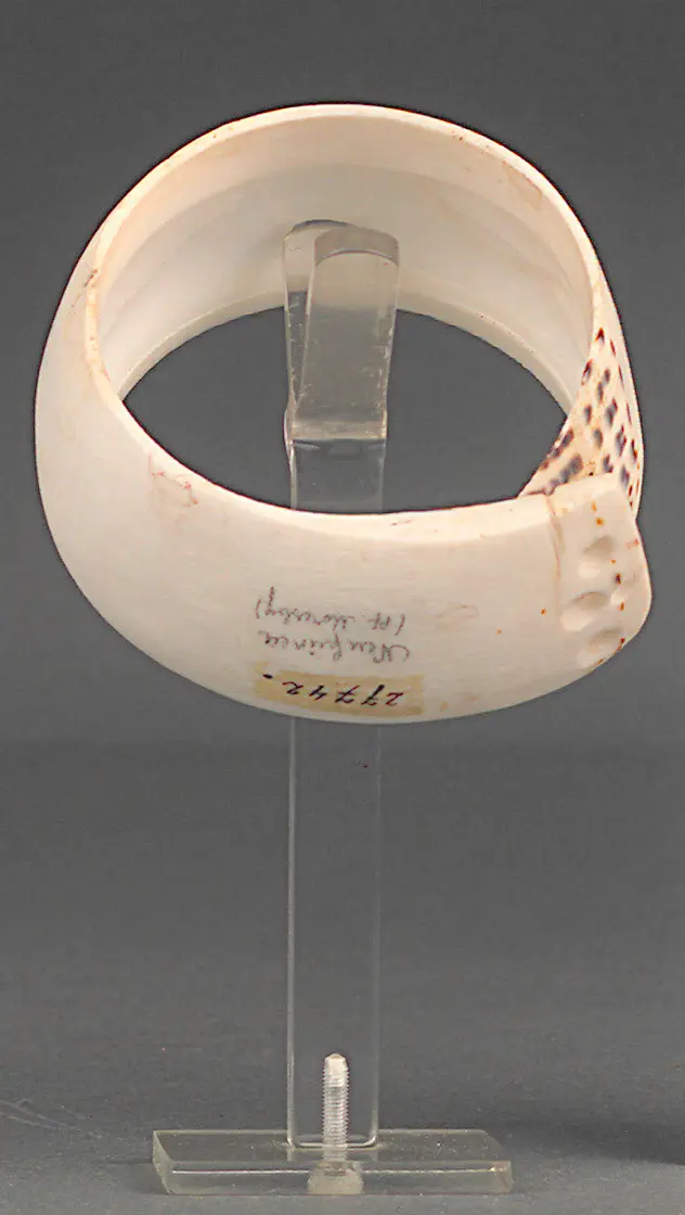 Shell bracelet