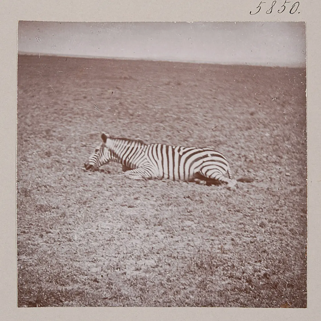 Verwundetes Zebra; Baghasi-Gebiet