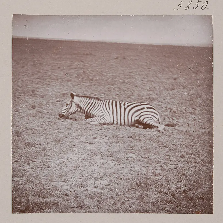 Verwundetes Zebra; Baghasi-Gebiet