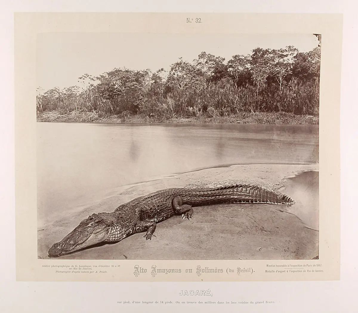 Jacaré, Caiman