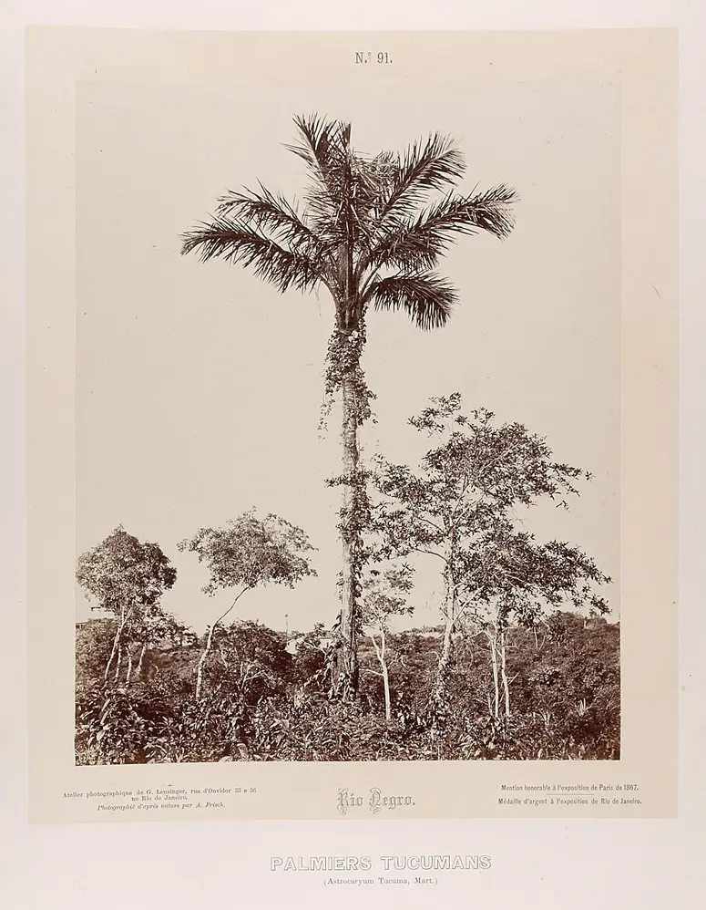 Palmen