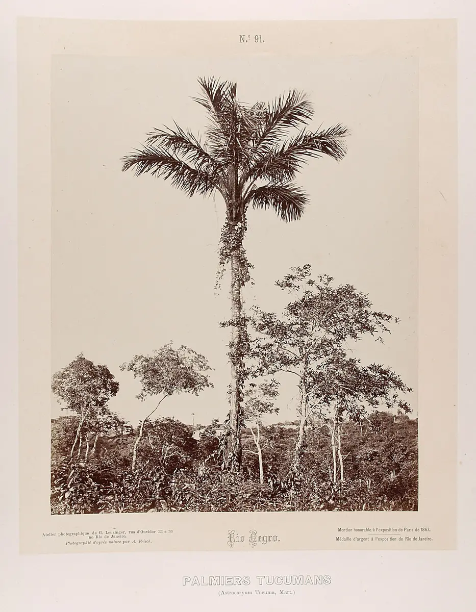 Palmen