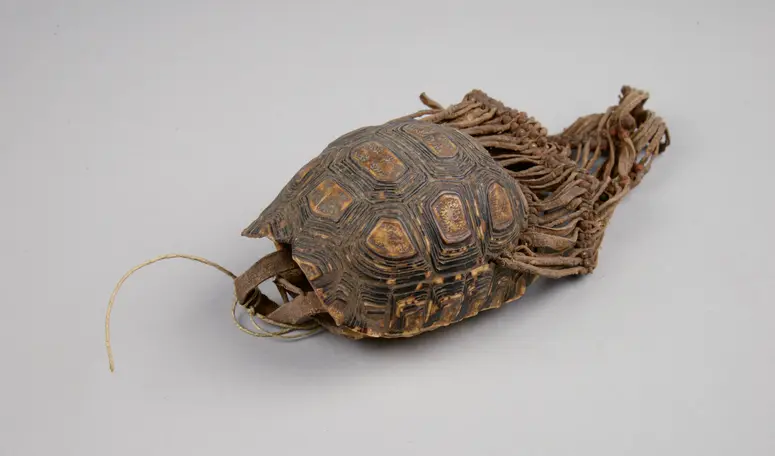 Schildkrötenpanzerbehälter