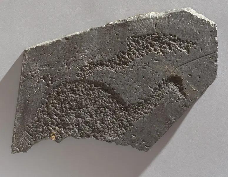 Felsgravierung: Strauß, Fragment