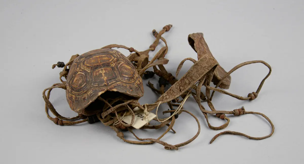 Schildkrötenpanzerbehälter mit Deckel