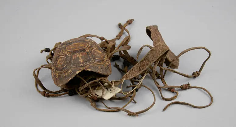 Schildkrötenpanzerbehälter mit Deckel