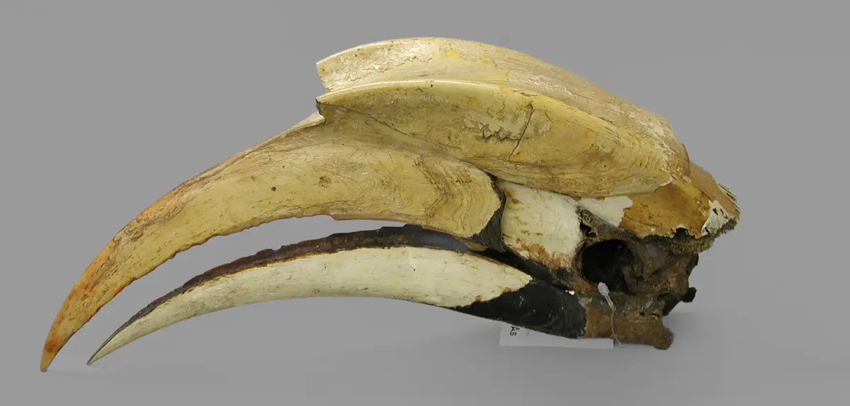 Hornbill head