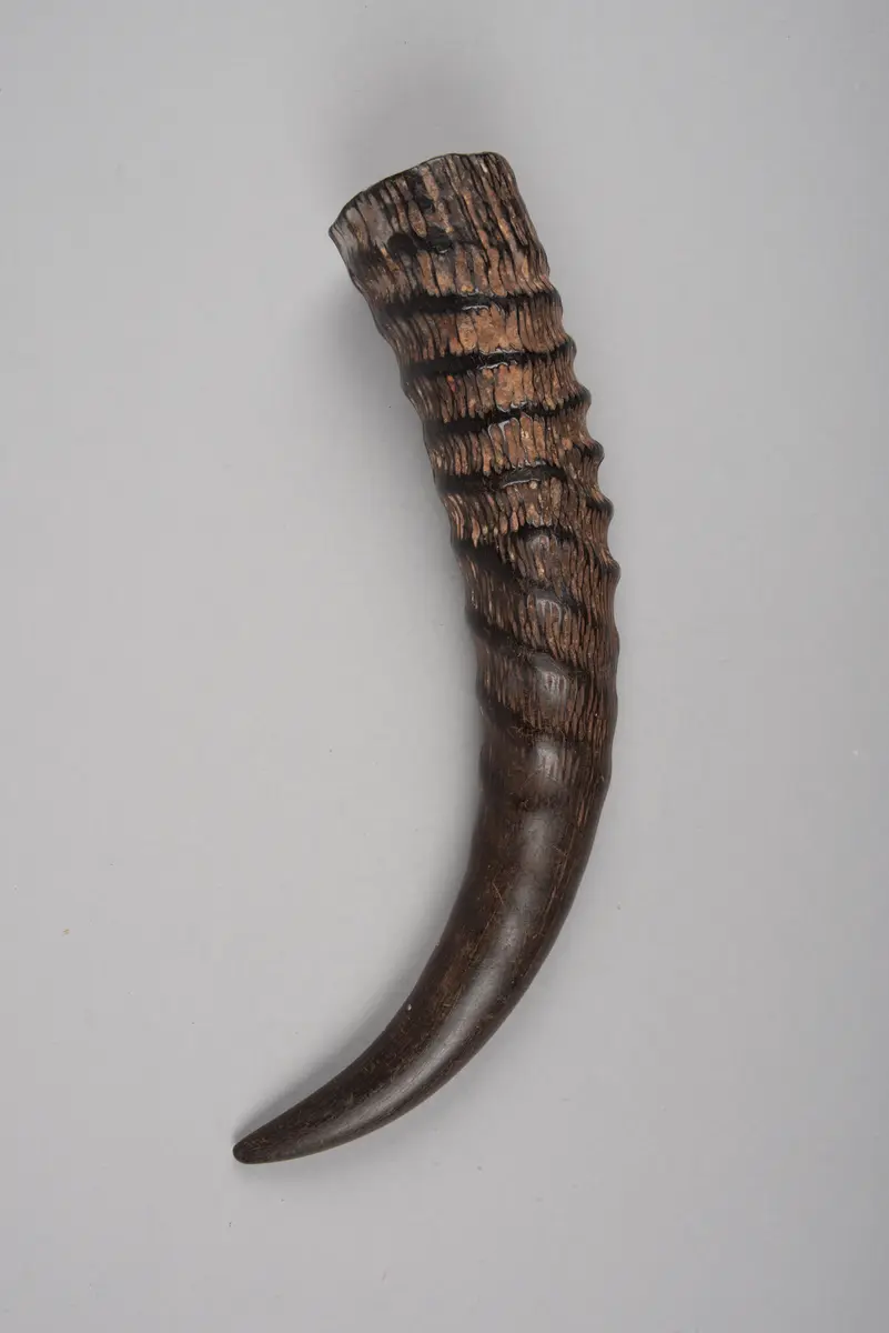 Antilopenhorn
