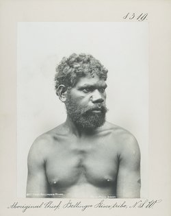 Aboriginal Chief, Bellinger River tribe, N.S.W.