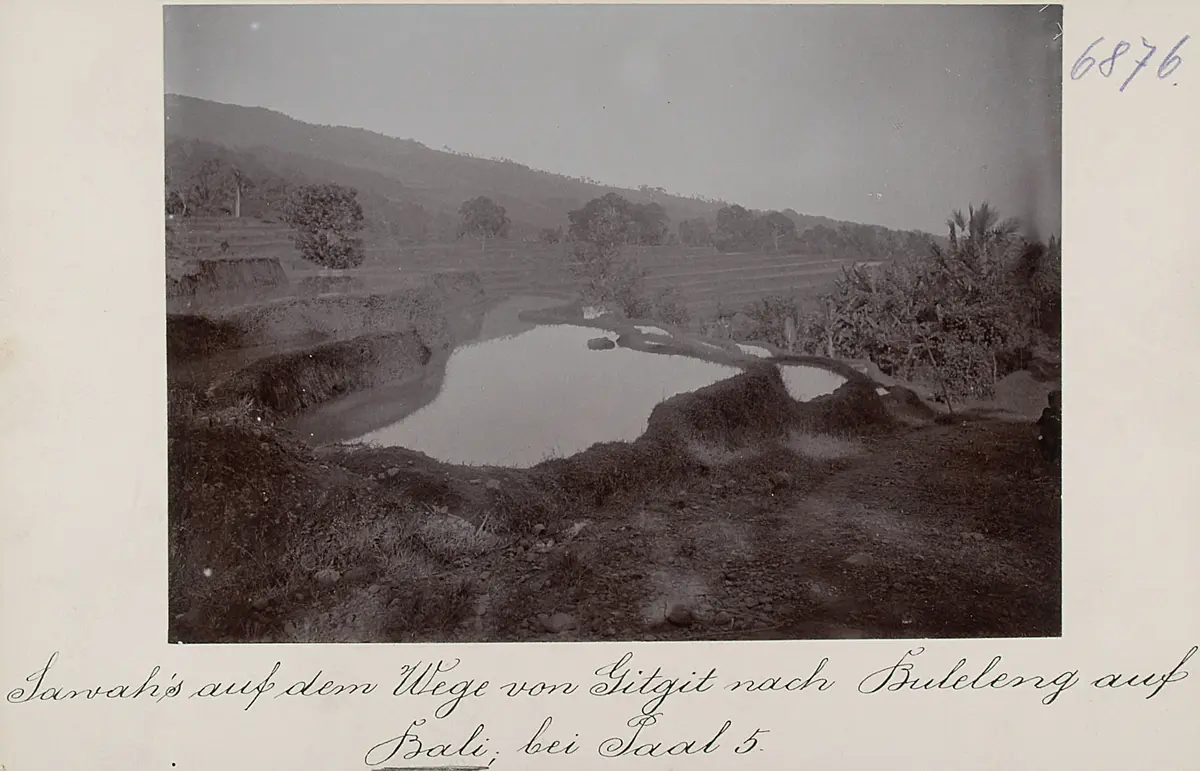 Sawah's (Reisterrasse) auf dem Wege von Gitgit nach Buleleng auf Bali; bei Paal 5