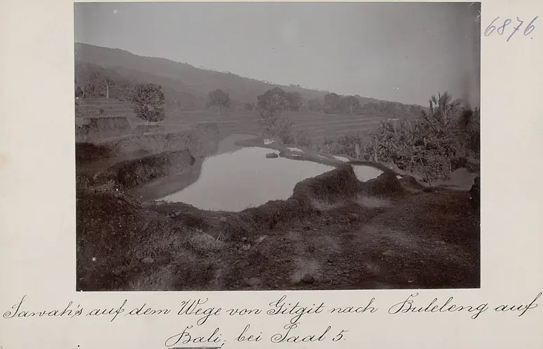 Sawah's (Reisterrasse) auf dem Wege von Gitgit nach Buleleng auf Bali; bei Paal 5