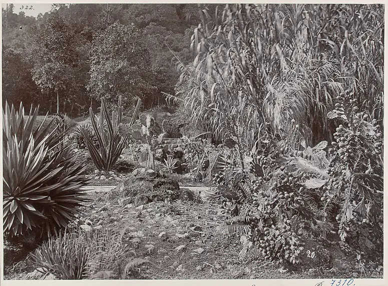 Penang: Kaktusgruppe im botanischen Garten