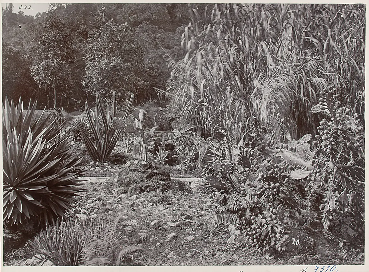 Penang: Kaktusgruppe im botanischen Garten