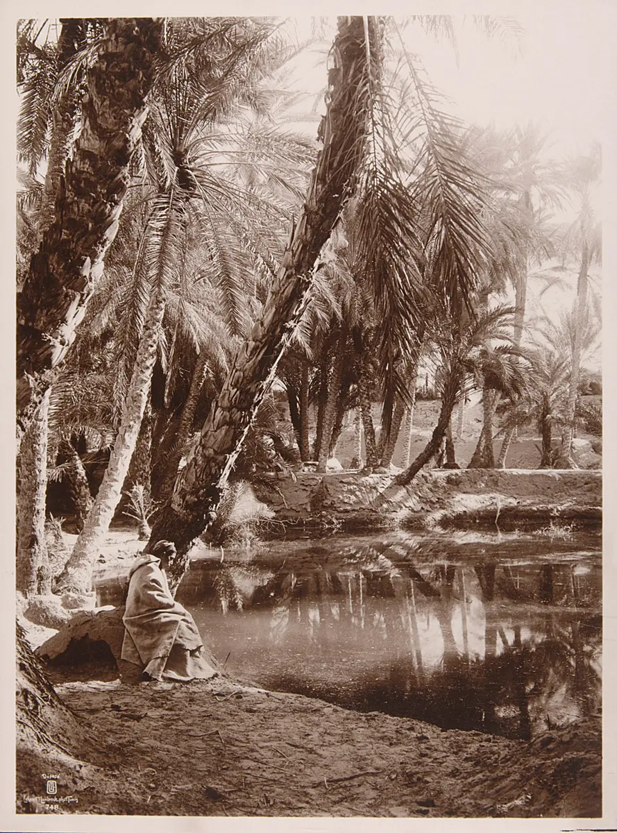 Palmenhain und Teich
