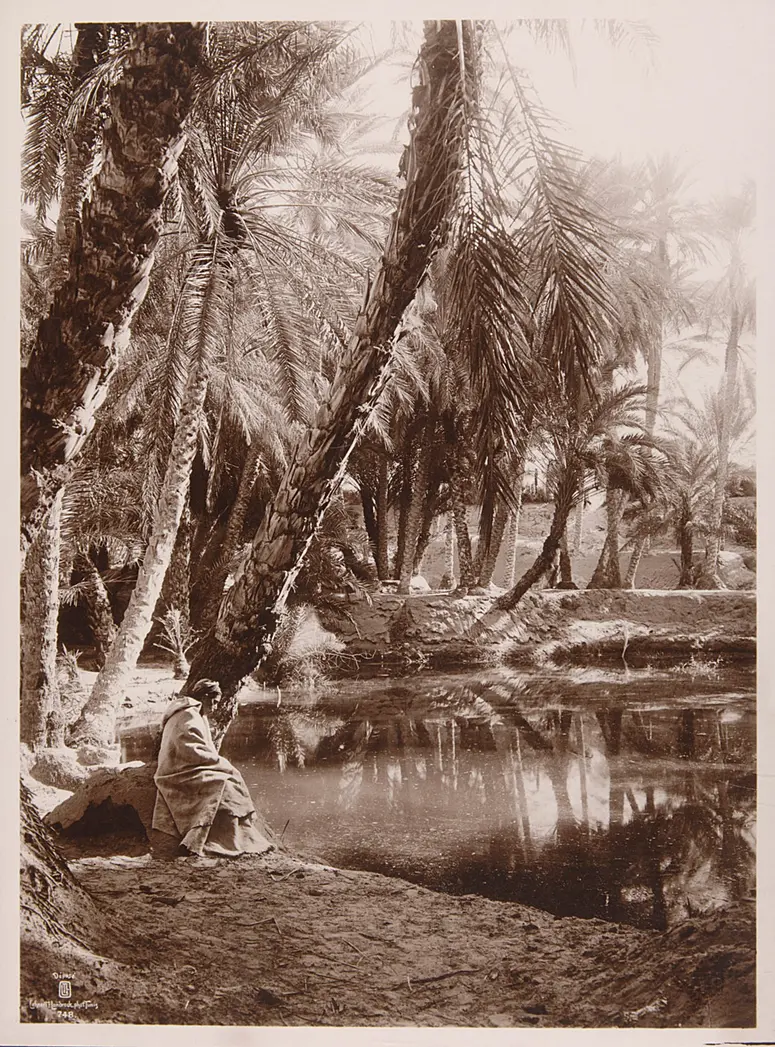 Palmenhain und Teich