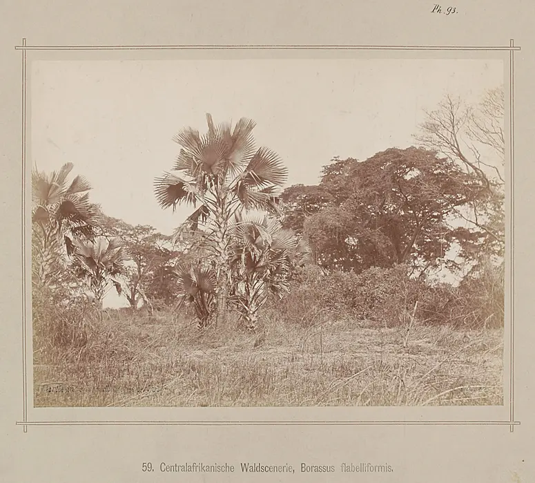 58. Centralafrikanische Waldscenerie, Borassus flabelliformis