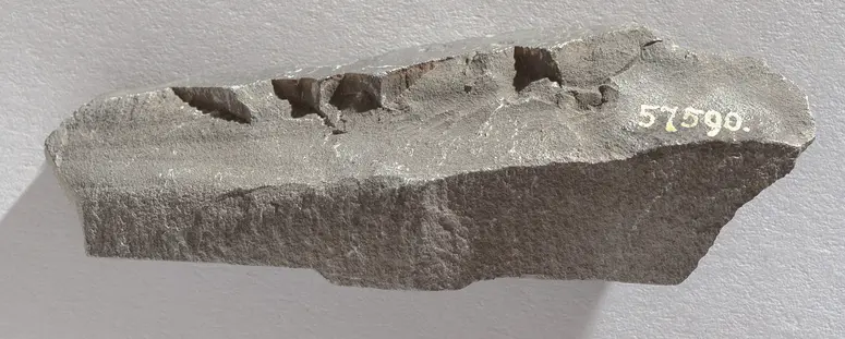 Felsgravierung: Fragment