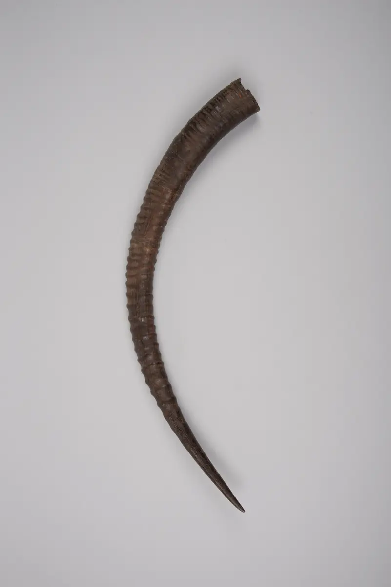 Horn (Medikament)