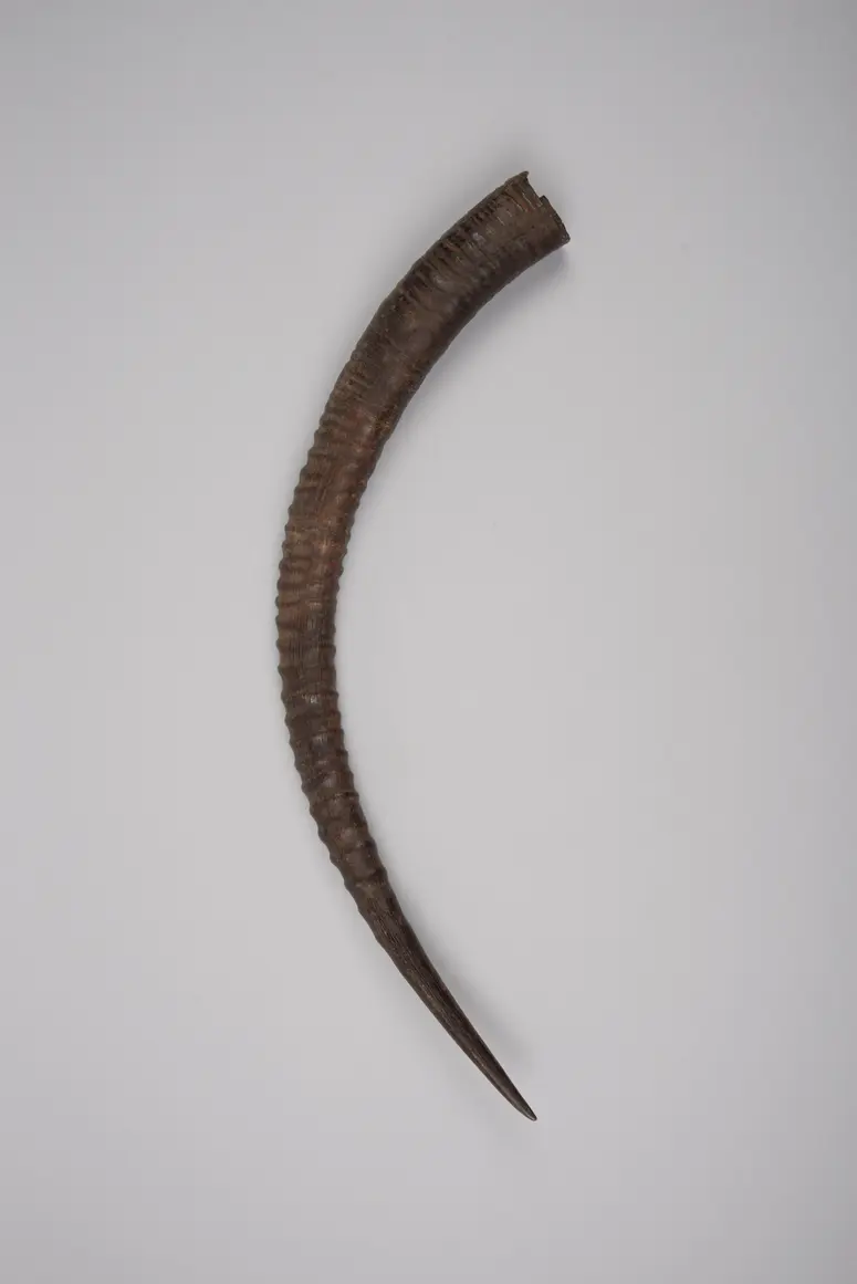 Horn (Medikament)