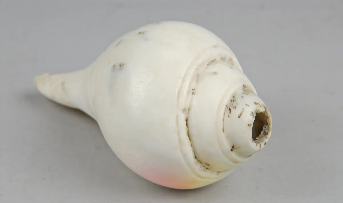 Schneckentrompete