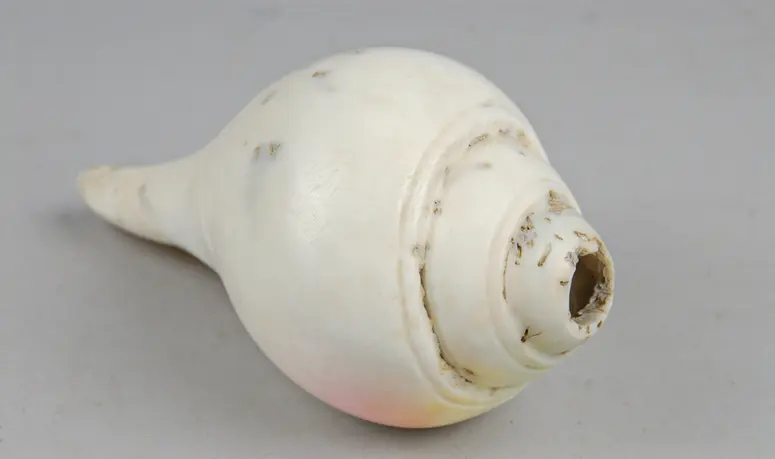 Schneckentrompete