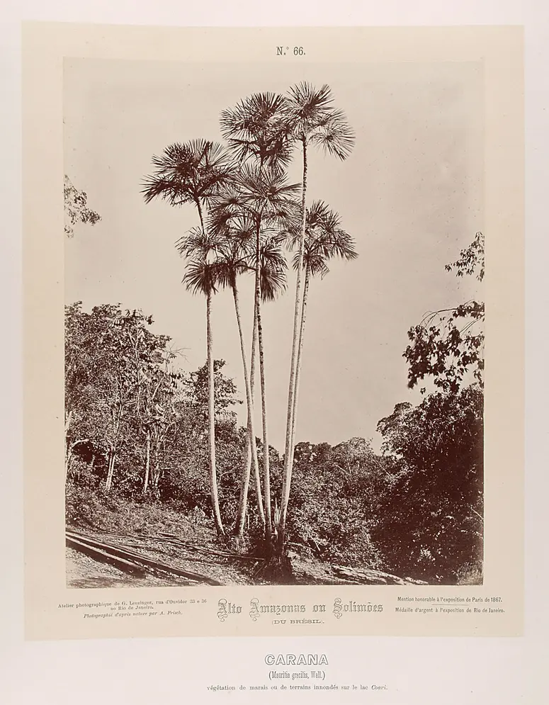 Palmengruppe